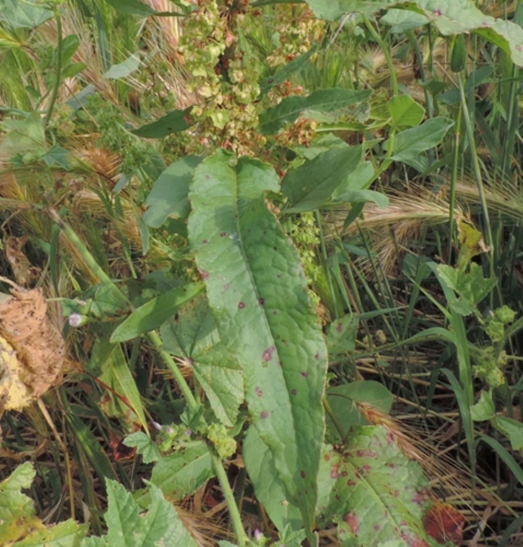 Rumex credo